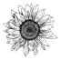 Sunflower seeds